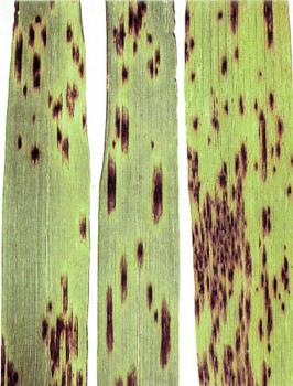 PESTICIDE - GHIDUL BOLILOR Mucegai helminthosporium sativum