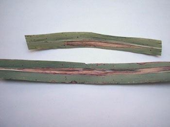 Helminthosporium turcicum milho, Helminthosporium turcicum milho. Kukorica: A kukorica eredete